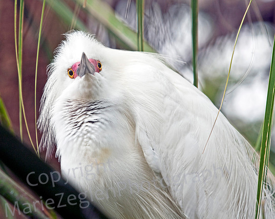 Egret iBreeding Plumage
