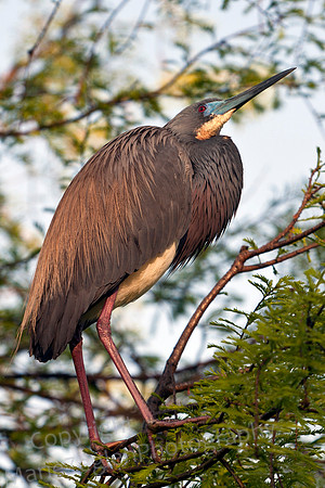 Tri-Colored Heron Female