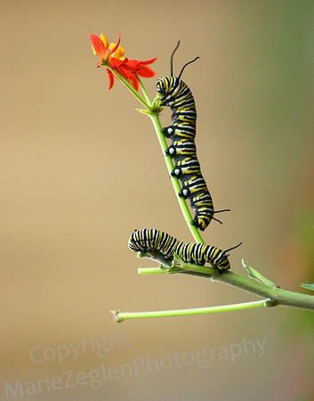 Monarch Caterpillars