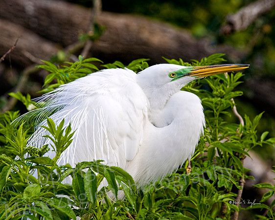 Great Egret Preening