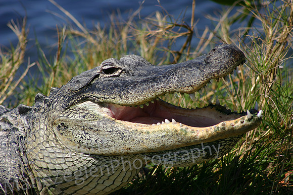 Florida Alligator Hissing