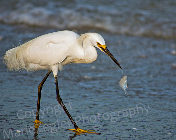 Snowy Egret with Fish