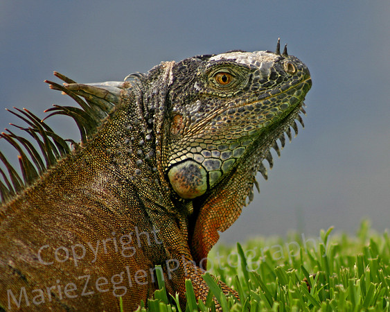 Iguana