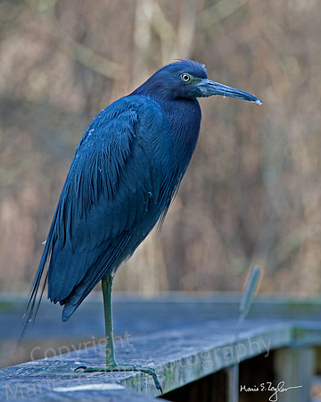 Little Blue Heron on Rail