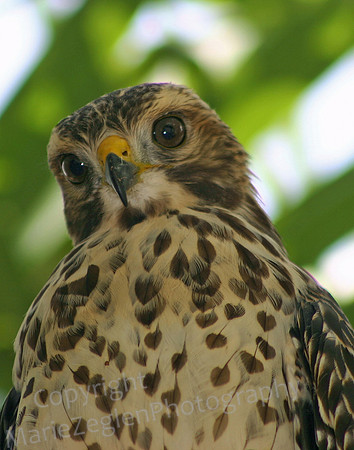 Peregrin Falcon Youth