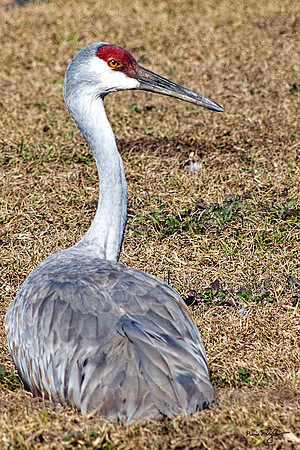 Sandhill Crane at Rest