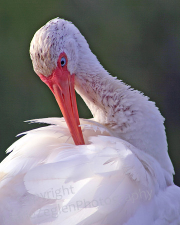 White Ibis Preening