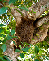 Wild Bee Hive