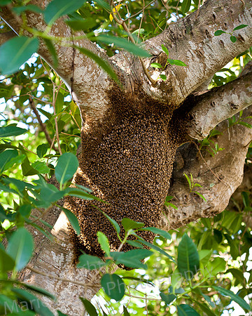 Wild Bee Hive