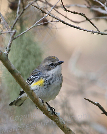 Yellow-Rumped Warbler