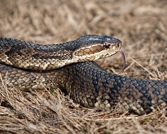 Cottonmouth