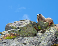 Marmot on Cliff