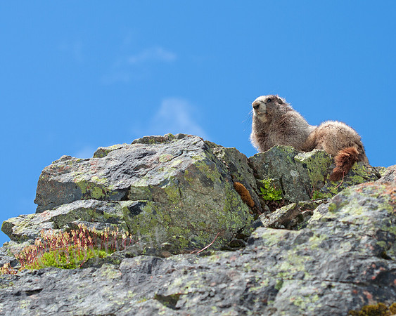 Marmot on Cliff