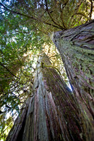 Old Growth Forest