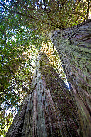 Old Growth Forest