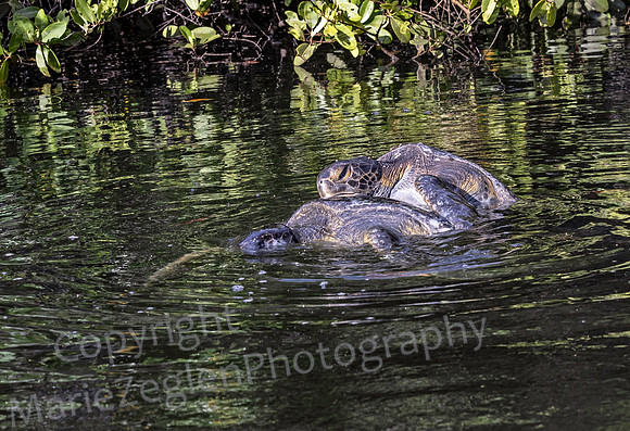 Galapagos Green Turtles Mating 3410