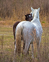 Paynes Prairie Mare and Colt