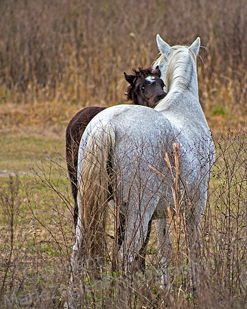 Paynes Prairie Mare and Colt