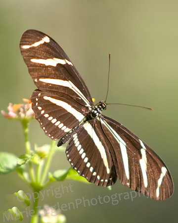 Zebra Longwing Portrait