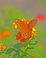 Gulf Fritillary and Flowers