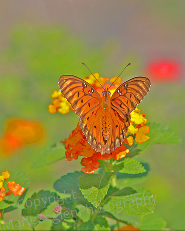 Gulf Fritillary and Flowers