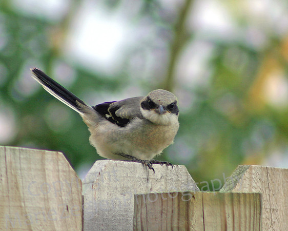 Baby Shrike on Territory