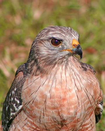 Red Shouldered Hawk Portrait