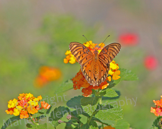 Fritillary Landscape