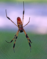 Banana Orb Spider