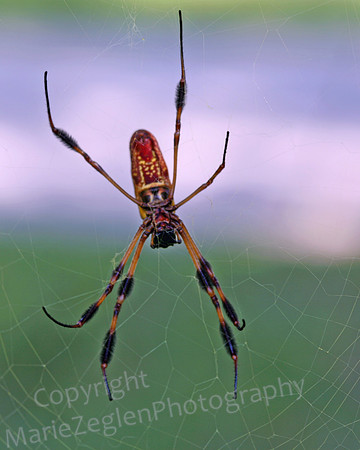 Banana Orb Spider