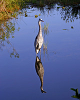 Great Blue Heron Mirror