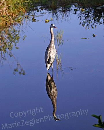 Great Blue Heron Mirror