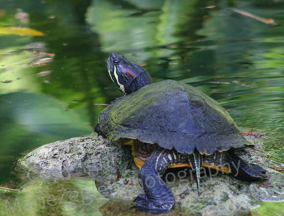 Suwannee Cooter