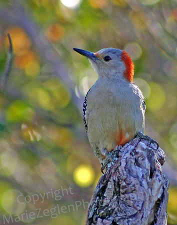 Red-Bellied Woodpecker