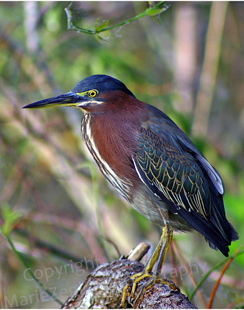 Green Heron