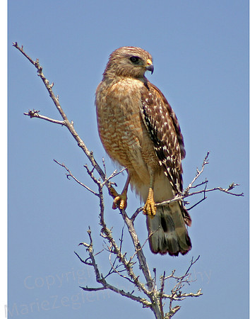 Red Shouldered Hawk on Perch