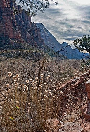 Zion Canyon View
