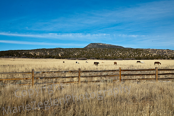 Route 9 Horse Farm