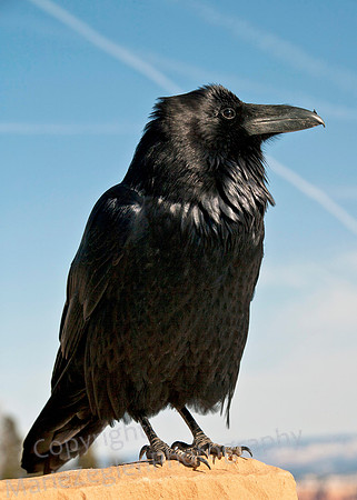 Raven Right View