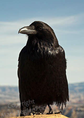 Raven Left View