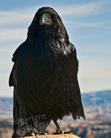 Raven Center View