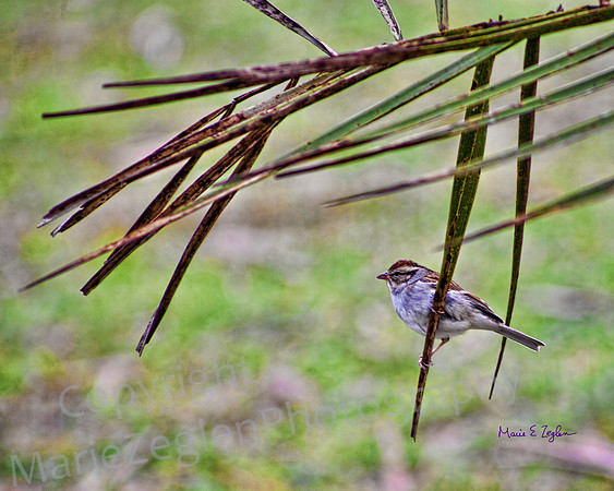 Chipping Sparrow
