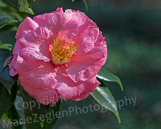 Camellia in Bloom
