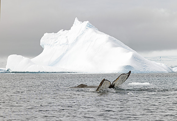 Humpback Tail and Mollusks 0573
