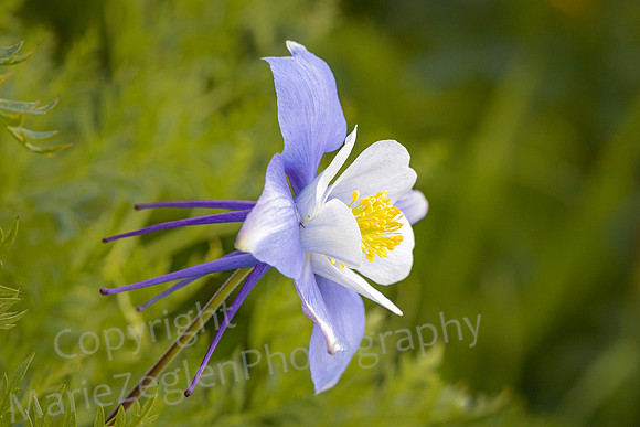 Purple Columbine