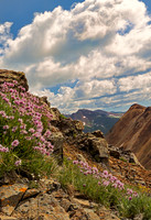 Flowers and Mt and Sky Portrait