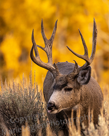Mule Deer Foraging in Aspen Vertical