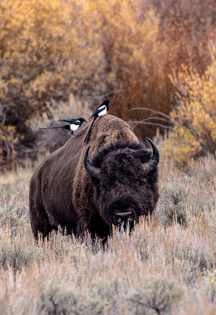 Bison with Two Magpies
