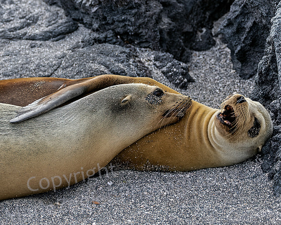 Galapagos Sea Lion Snuggle 3604