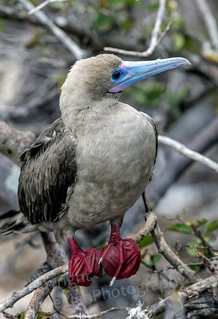 Galapagos Red Footed Booby on Tree 3126